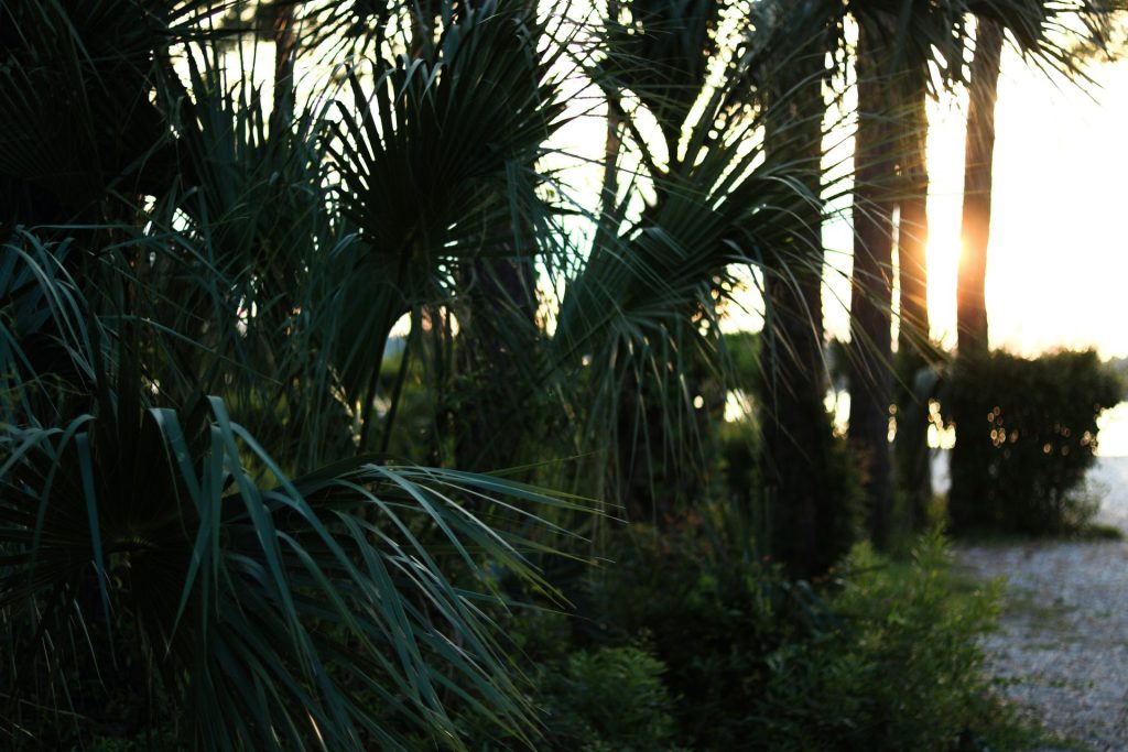 green palm tree during daytime